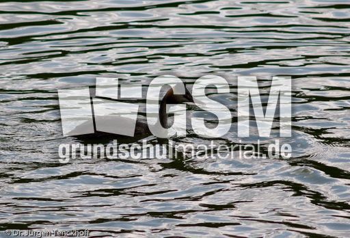 Haubentaucher (12 von 22).jpg